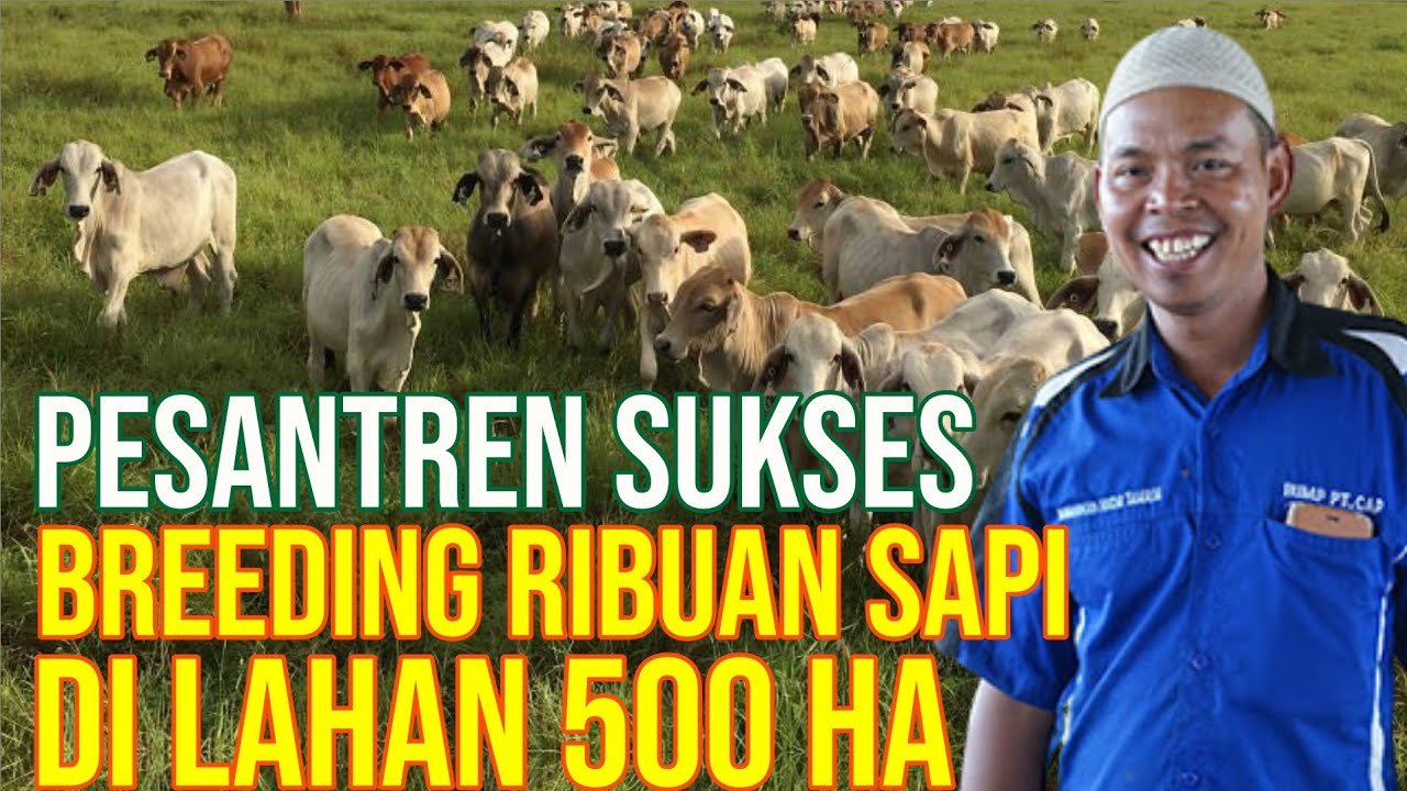 
                                 Breeding-Sapi-Indonesia-Yang-Sukses-Dikelola-Oleh-Pesantren